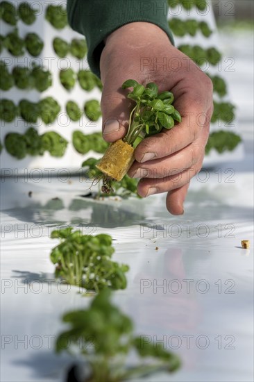 Agriculture, herb gardening, basil young plants, in pressed pots, with growing soil and nutrients,