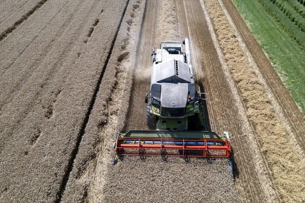 Agriculture, grain harvest, wheat, combine harvester harvesting in a wheat field, near