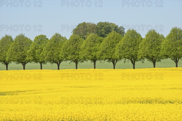 Avenue with linden trees by fields with rapeseed in Ystad Municipality, Skåne, Sweden, Scandinavia,