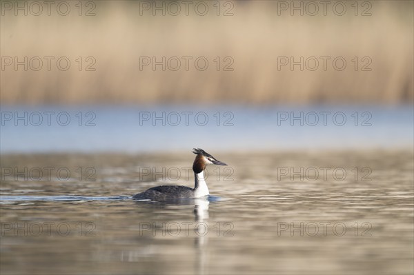 Great Crested Grebe (Podiceps cristatus), swimming on the lake, coming from the left, profile shot,