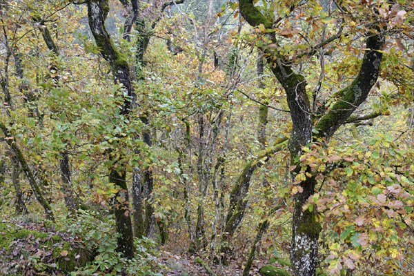 Gnarled and mossy deciduous trees with autumn leaves on a mountain ridge, Moselle,