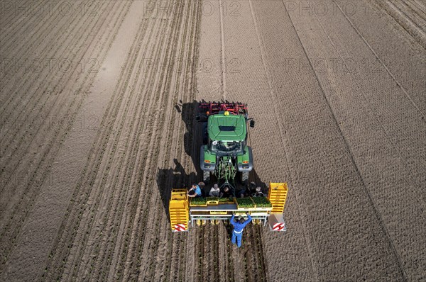 Vegetable cultivation, celery plants are planted in the field with a planting machine,