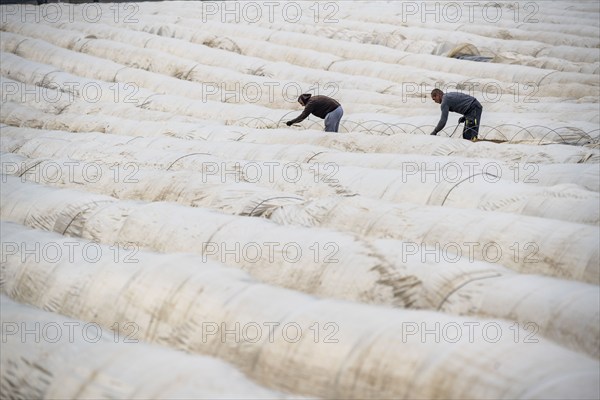 Asparagus harvest in the Rhineland, asparagus pickers at work in an asparagus field covered with
