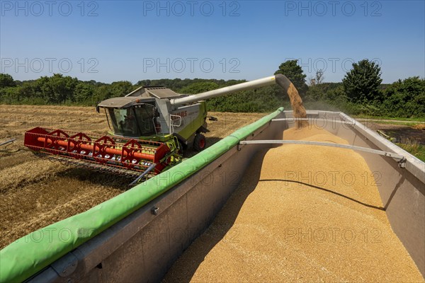 Agriculture, grain harvest, wheat, combine harvester harvesting in a wheat field, grain tank being