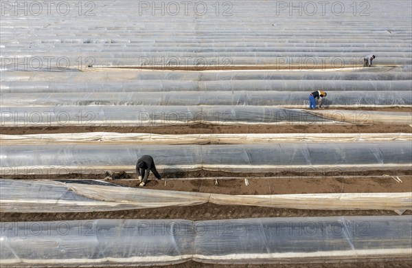 Asparagus harvest in the Rhineland, asparagus pickers at work in an asparagus field covered with