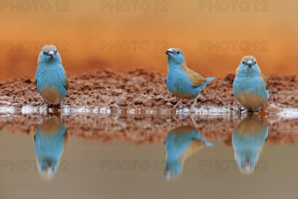 Blue-winged Oriole (Uraeginthus angolensis), Angola Butterfly Finch, adult, three birds, at the