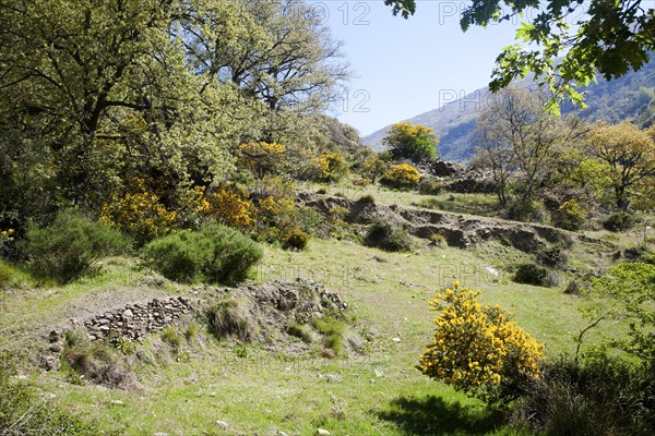 Landscape of the River Rio Poqueira gorge valley, High Alpujarras, Sierra Nevada, Granada Province,