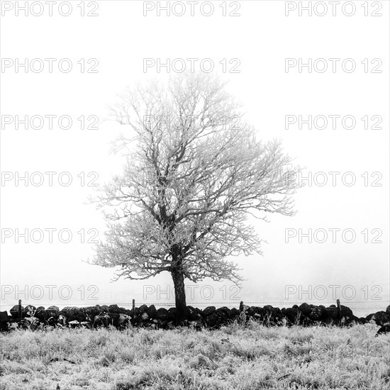 Aubrac plateau. Isolated tree in winter. Lozere department. Occitanie.France