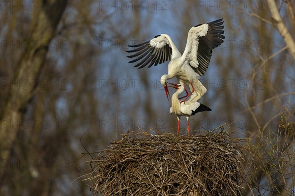White stork (Ciconia ciconia), stork marriage, mating, copula, Altlu?heim, Germany, Europe
