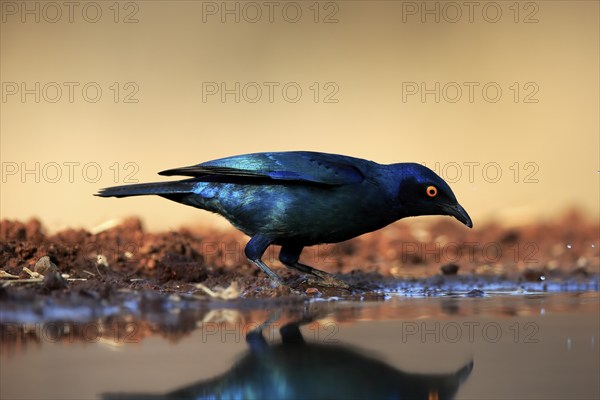 Red-shouldered Glossy Starling (Lamprotornis nitens), adult, at the water, drinking, Kruger