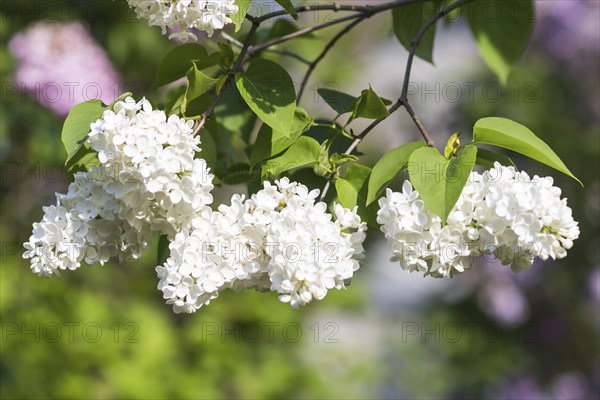 Blooming lilac in the botanical garden in spring