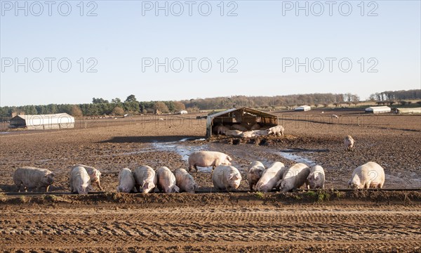 Free Range pig farming, Tunstall, Suffolk, England, UK