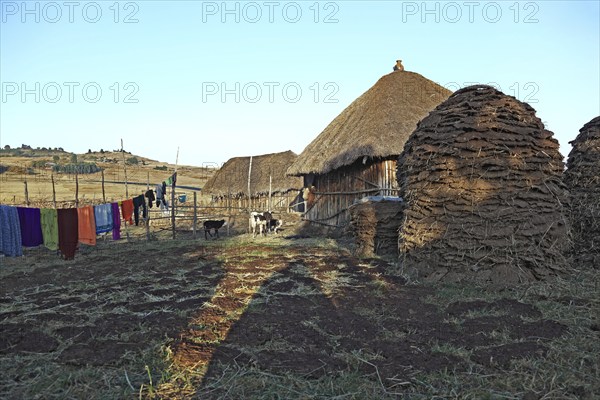 Europia district, small farm and pile of cow dung, Ethiopia, Africa