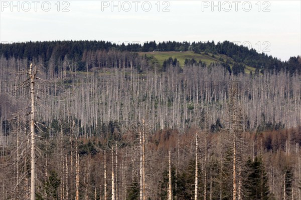 Dead spruce trees, due to infestation by bark beetles, Oderbrück, 19/07/2020