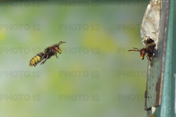 European hornet (Vespa crabro), worker approaching the nest, a guard looking out of the entrance,