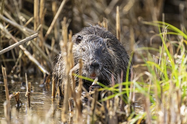 Nutria (Myocastor coypus), beaver rat, foraging in reeds, wildlife, Germany, Europe