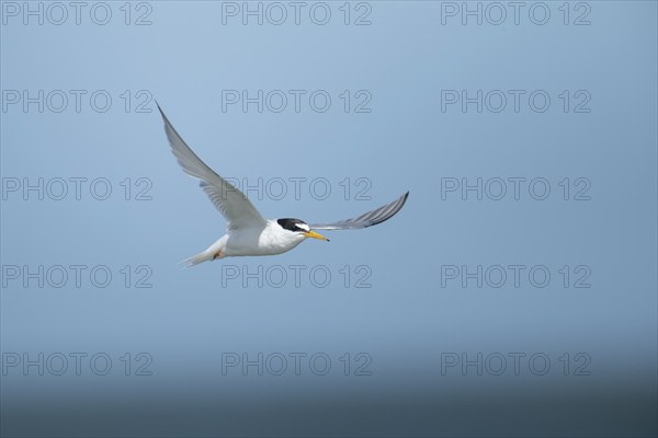 Little tern (Sternula albifrons) adult bird in flight against a blue sky, Suffolk, England, United