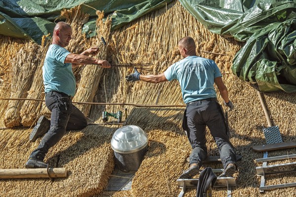 Thatch works by thatchers on thatched roof showing yelms, bundles of water reed used as roofing