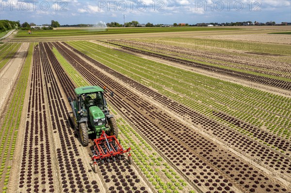 Farmer working a field with different heads of lettuce, in different stages of growth, weeds are