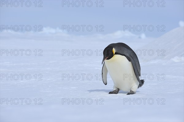 Emperor penguins (Aptenodytes forsteri), Penguin Lays on the Ice, Series, Snow Hill Island,