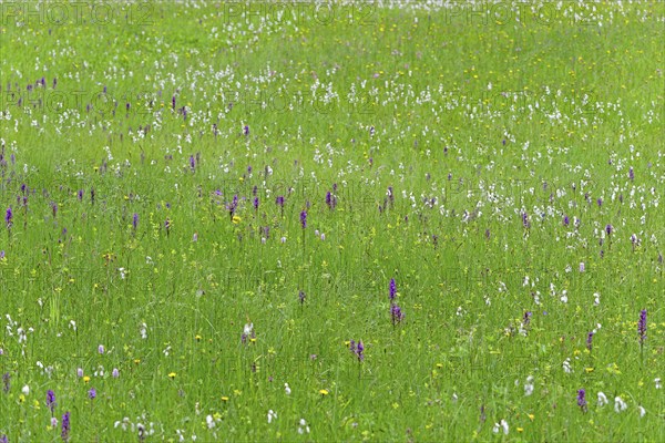 Meadow with broad-leaved orchids (Dactylorhiza majalis), cottongrass (Eriophorum) and meadow