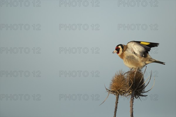 European goldfinch (Carduelis carduelis) adult bird on a Teasel (Dipsacus fullonum) seedhead,