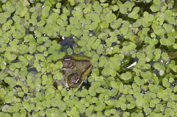 Edible Frog (Pelophylax esculentus, Rana esculenta) in a pond with duckweed (Lemna minor), North