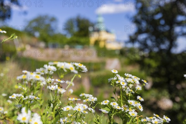 Weingut am Goldenen Wagen. The Spitzhaus is a former summer residence in the Saxon town of Radebeul