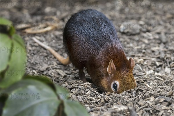 Black and rufous elephant shrew, black and rufous sengi (Rhynchocyon petersi) looking for insects