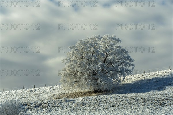 Aubrac plateau, snowy tree, Lozere department, Occitanie, France, Europe