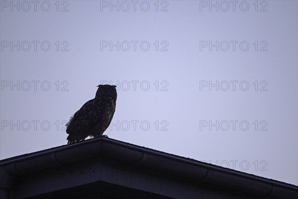 Eurasian eagle-owl (Bubo bubo), adult male, sitting on the roof of an old industrial building,