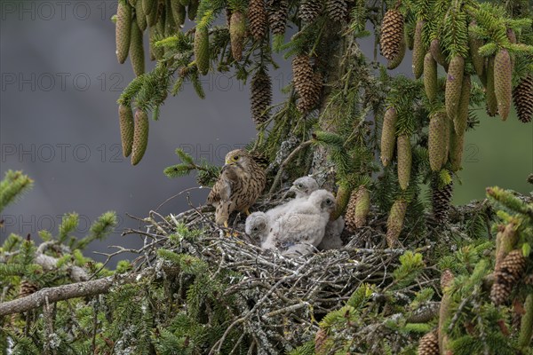 Common kestrel (Falco tinnunculus), female adult bird, bringing a mouse to the nest of young birds