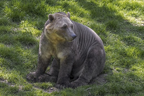 Polar bear, brown bear hybrid, polar bear-grizzly bear hybrid also called grolar bear, pizzly bear,