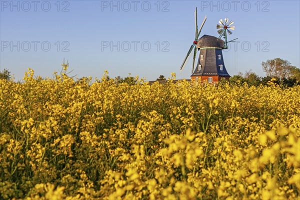 Traditional windmill in the evening light, sunny, idyllic, rape field, North Sea island Föhr,