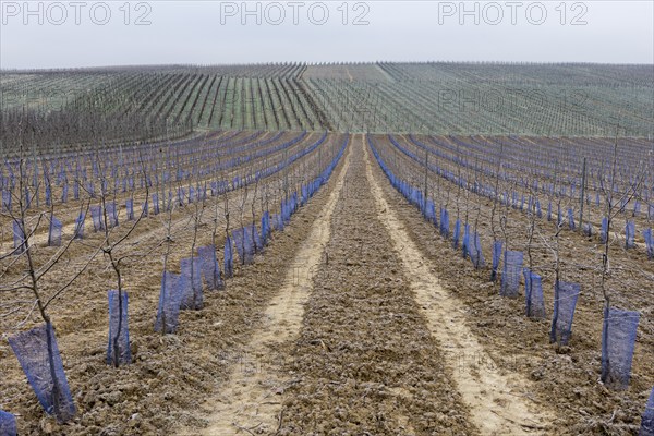 Orchard in winter, new planting, apples, vineyard, Baden-Württemberg, Germany, Europe