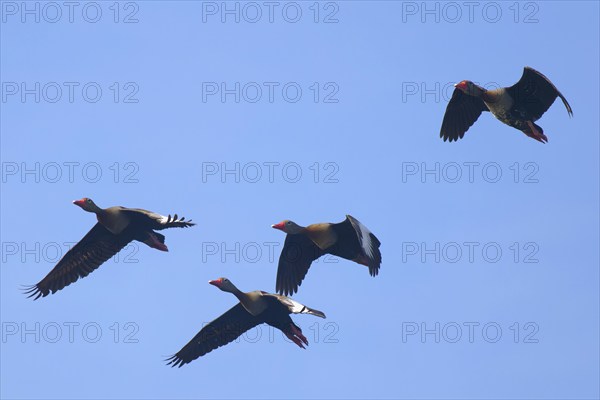 Flock of Black bellied whistling ducks, Dendrocygna autumnalis, Amazon Basin, Brazil, South America