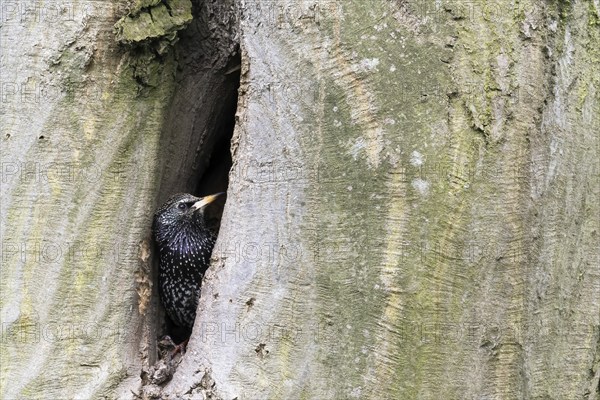A common starling (Sturnus vulgaris), peeping out of a tree hollow, Hesse, Germany, Europe