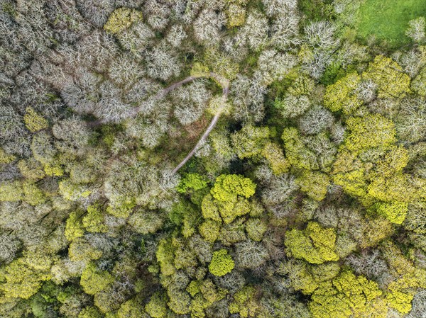 Top Down over Forest from a drone, Long Wood, River Dart, Dartmouth, Kingswear, Devon, England,
