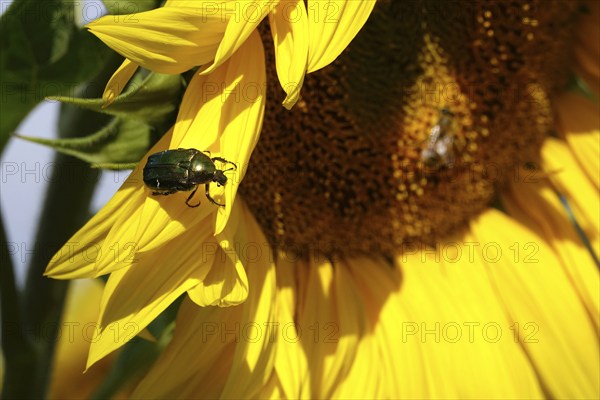 Rose chafer on a sunflower, July, Saxony, Germany, Europe