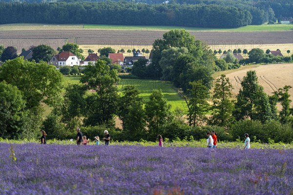 Lavender fields in East Westphalia Lippe, OWL, near the village of Fromhausen, near Detmold, the