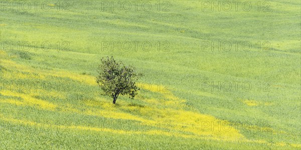Mulberry tree (Morus) in a field with flowering yellow broom (Genista tinctoria), Tuscany, Italy,