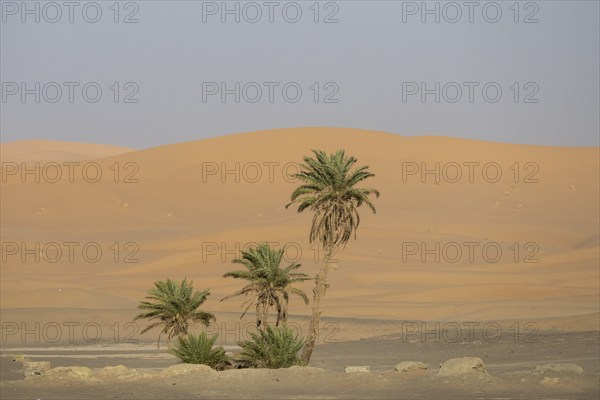 Palm trees in front of dunes in the desert, Erg Chebbi, Sahara, Merzouga, Morocco, Africa