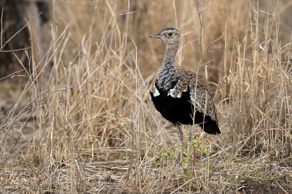 Red-crested Bustard (Lophotis ruficrista), adult, foraging, alert, Kruger National Park, Kruger
