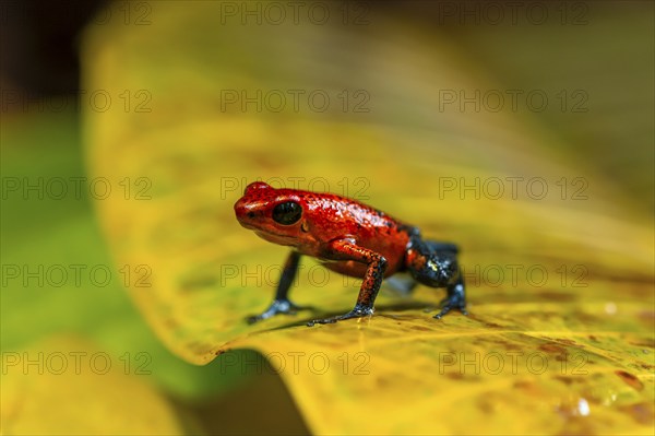 Strawberry poison-dart frog (Oophaga pumilio) sitting on a yellow leaf, Heredia province, Costa