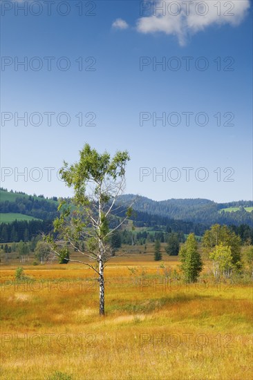 View over the Rothenthurm high moor with the Ratenpass and Gotschalkenberg in the background,