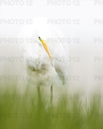 Great egret (Ardea alba) foraging, portrait, white plumage, hunting mice, floodplain landscape,