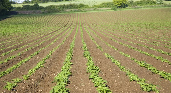 Lines of potato crop growing up a hillside, Bures, Essex, England, United Kingdom, Europe