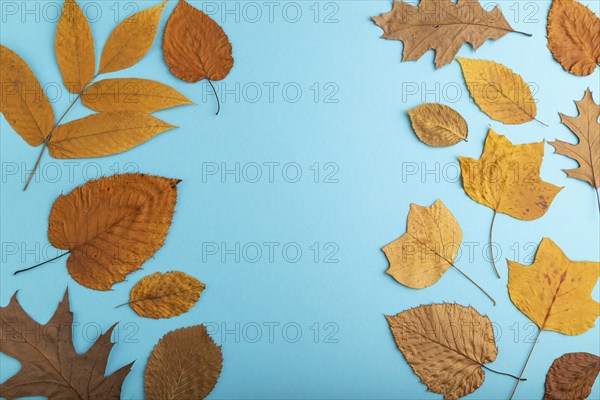 Composition with yellow and brown autumn leaves on blue pastel background. flat lay, top view,