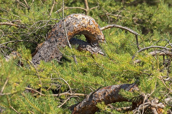 Round pine trunk, tree, circular hiking trail, nature reserve, Darßer Ort, Born a. Darß,