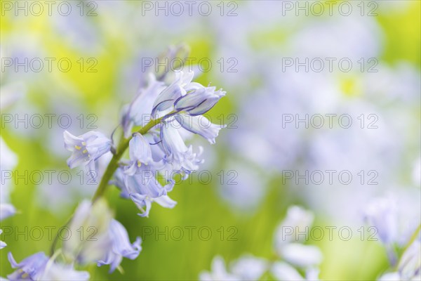 Bright purple bluebells, blossoms, flower meadow, wildflowers on a sunny day in spring, spring,
